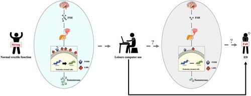 연구팀은 컴퓨터 사용이 난포 자극 호르몬(FSH) 수치를 낮춰 고환 기질 세포의 황체 형성 호르몬(LH) 수용체 발현을 감소시키고 테스토스테론 분비에 영향을 미쳐 발기부전(ED)을 유발할 수 있다고 밝혔다. 검은색 실선 화살표는 멘델 무작위 배정 방법으로 확인됐음을 나타내며 회색 점선 화살표는 추가 확인이 필요함을 뜻한다. [Andrology, Linhui Wang et al. 제공]